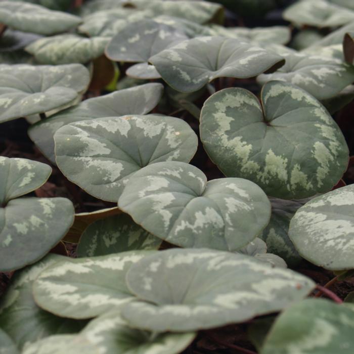 Cyclamen coum plant