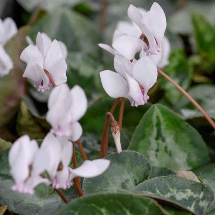 Cyclamen hederifolium var. hederifolium f. albiflorum plant