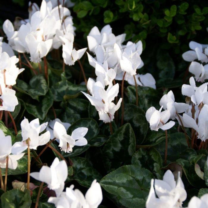 Cyclamen hederifolium var. hederifolium f. albiflorum plant