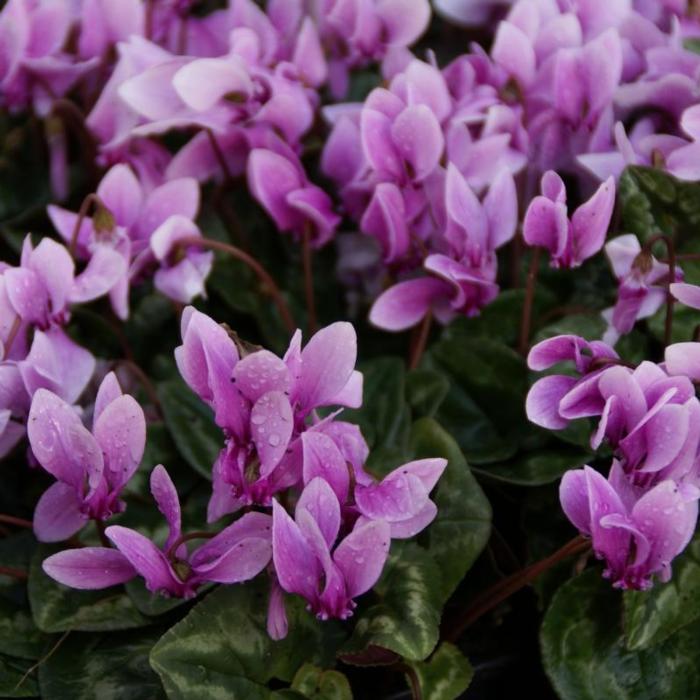 Cyclamen hederifolium plant