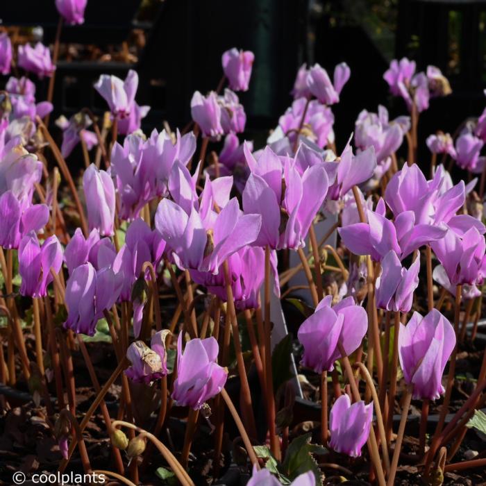 Cyclamen hederifolium plant