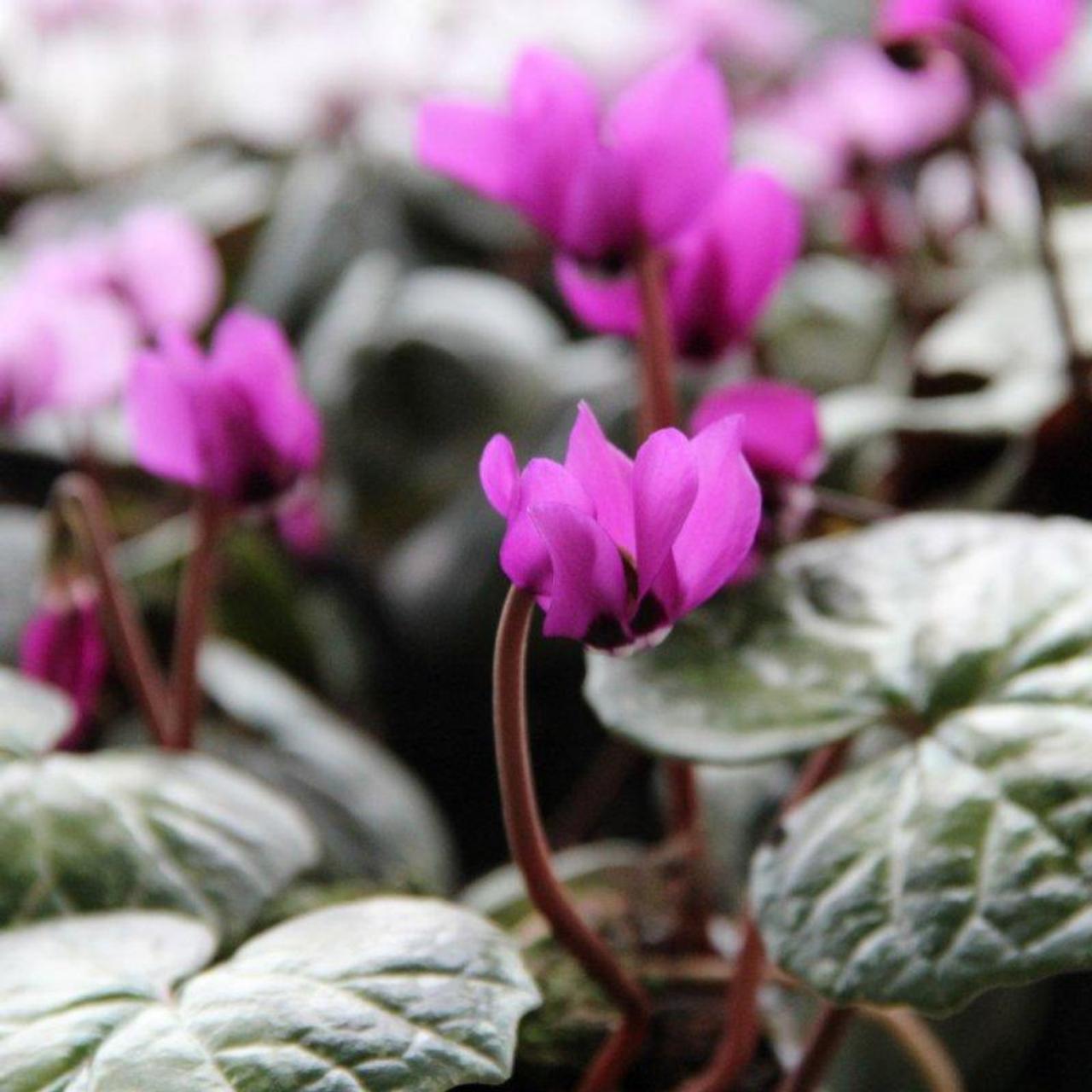 Cyclamen pseudibericum plant