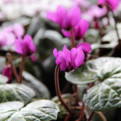 cyclamen-pseudibericum