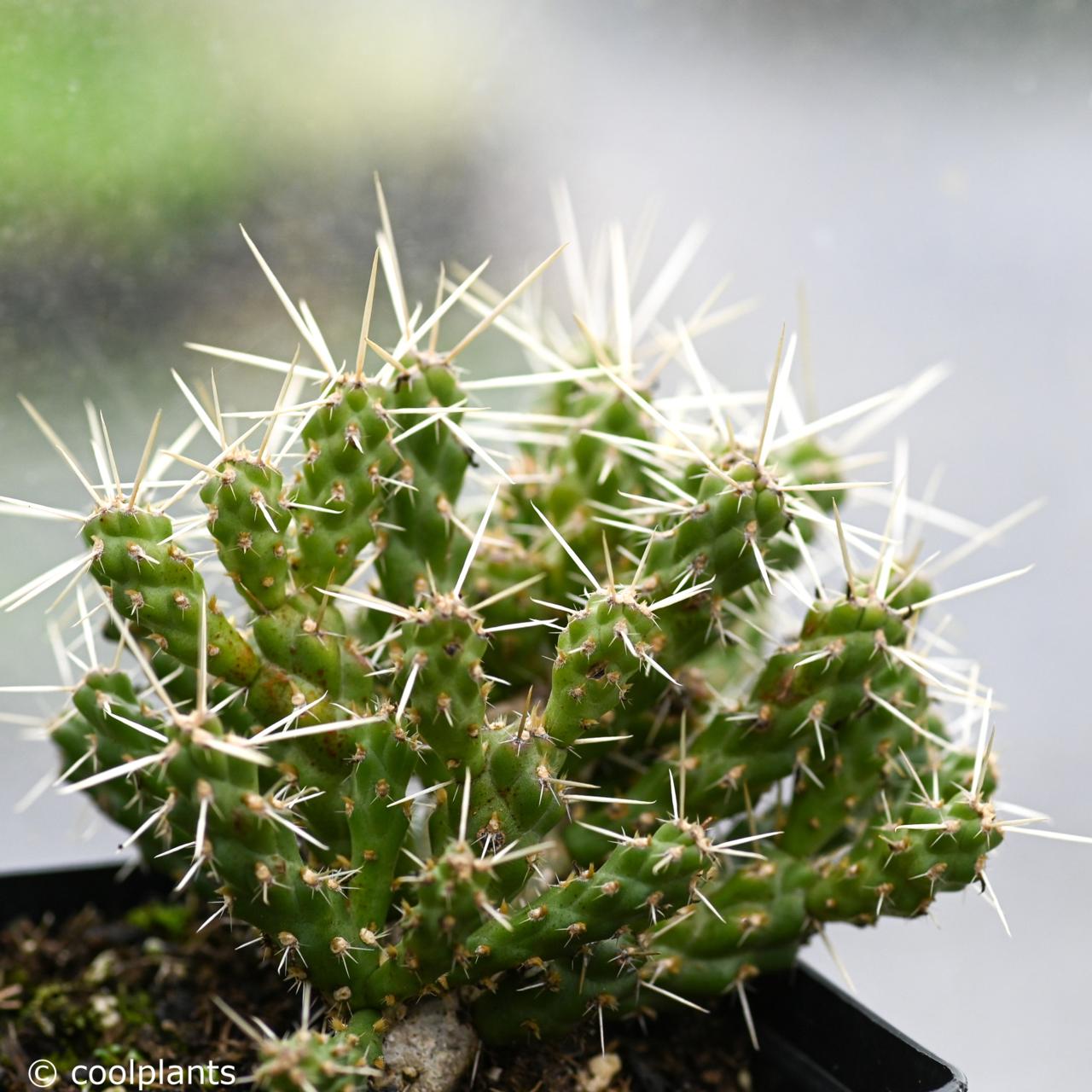 Cylindropuntia rosea 'Hudson Pear' plant