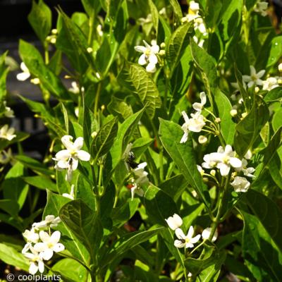 cynanchum-ascyrifolium