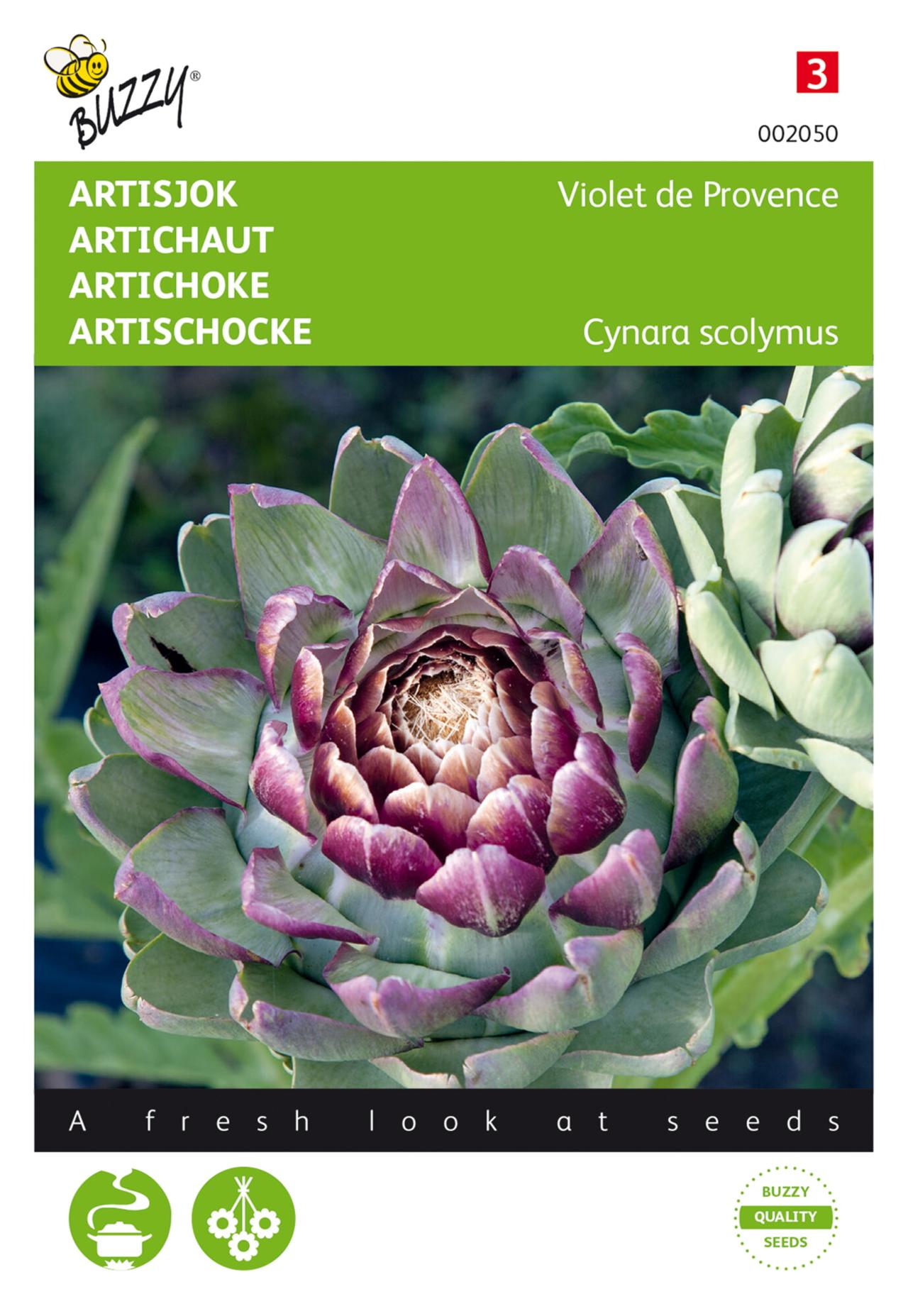 Cynara cardunculus 'Violet De Provence' plant