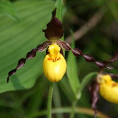 cypripedium-parviflorum-var-makasin