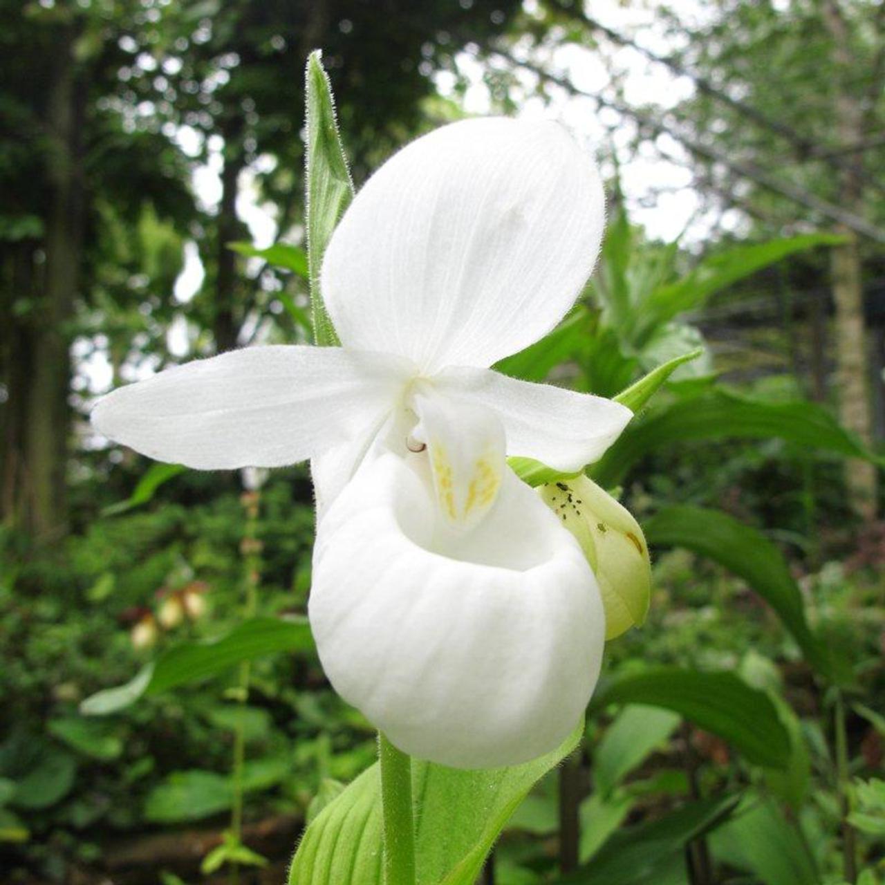 Cypripedium reginae 'Alba' plant