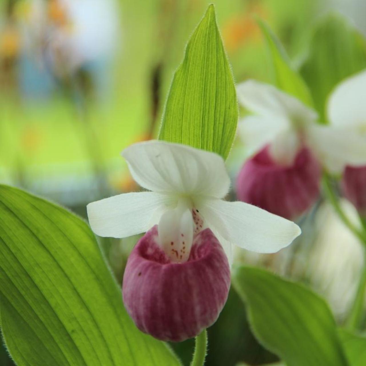 Cypripedium reginae plant