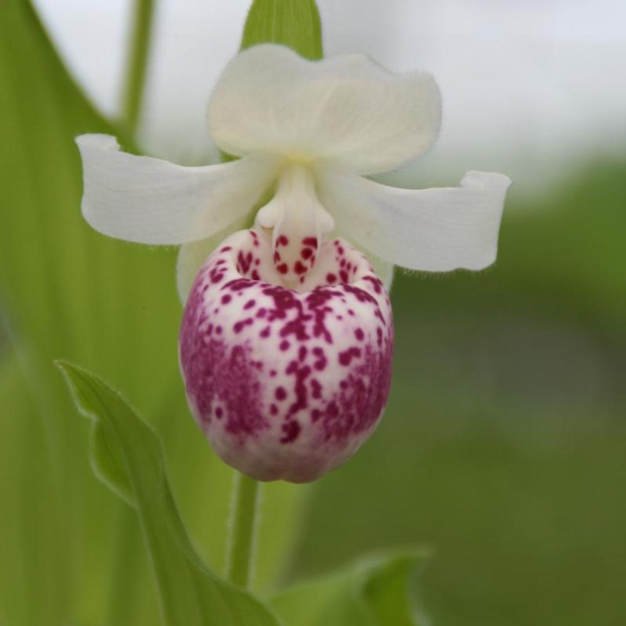 Cypripedium 'Ulla Silkens' plant