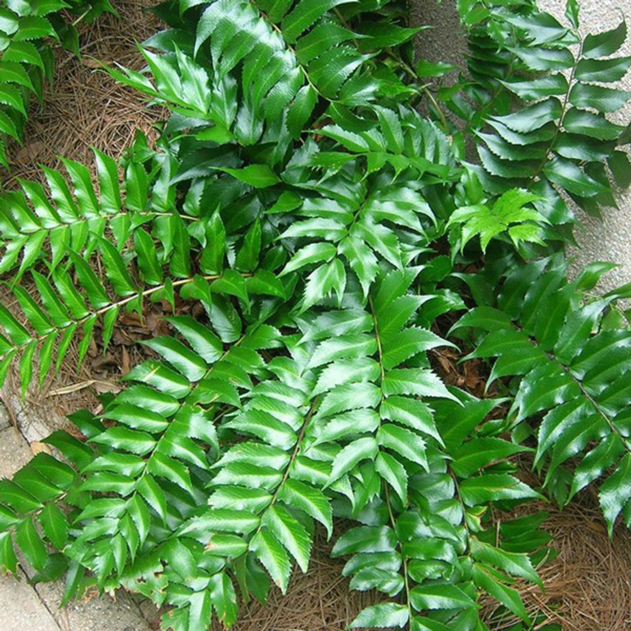 Cyrtomium falcatum plant