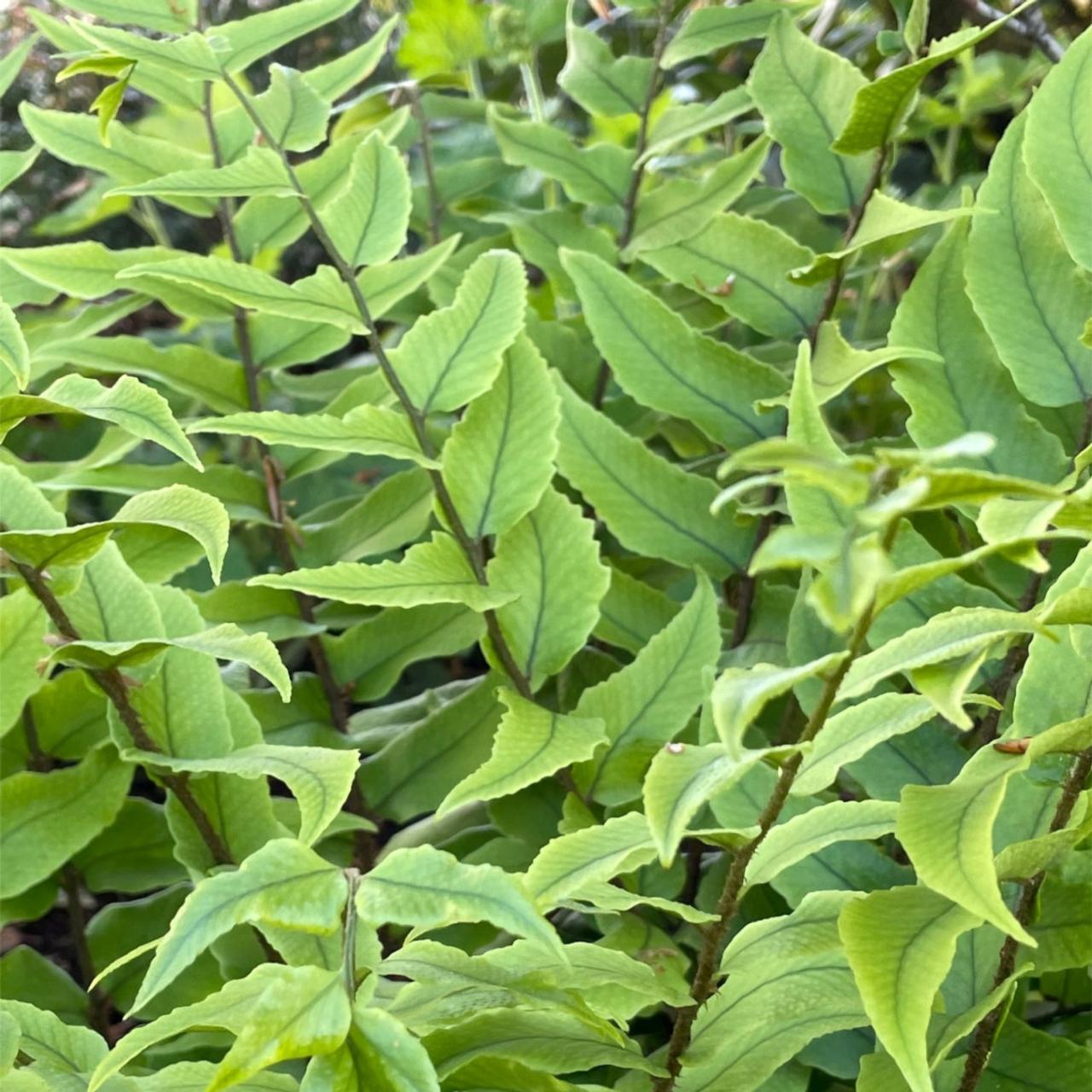 Cyrtomium fort. clivicola plant