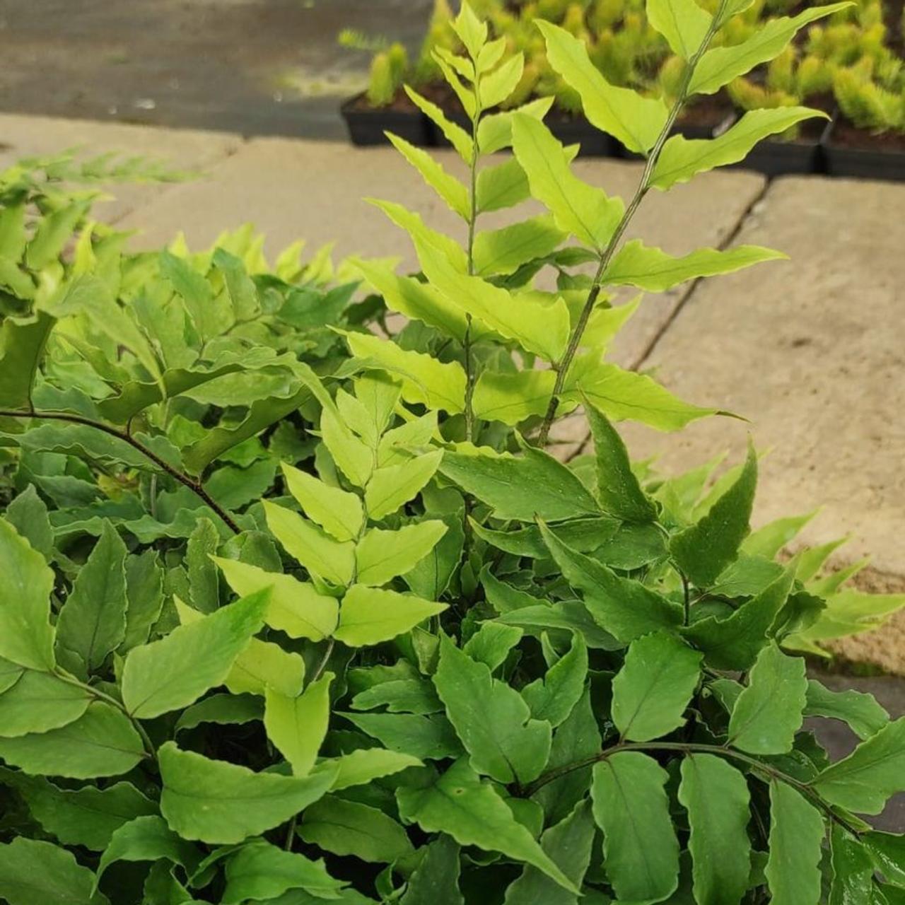 Cyrtomium fortunei plant