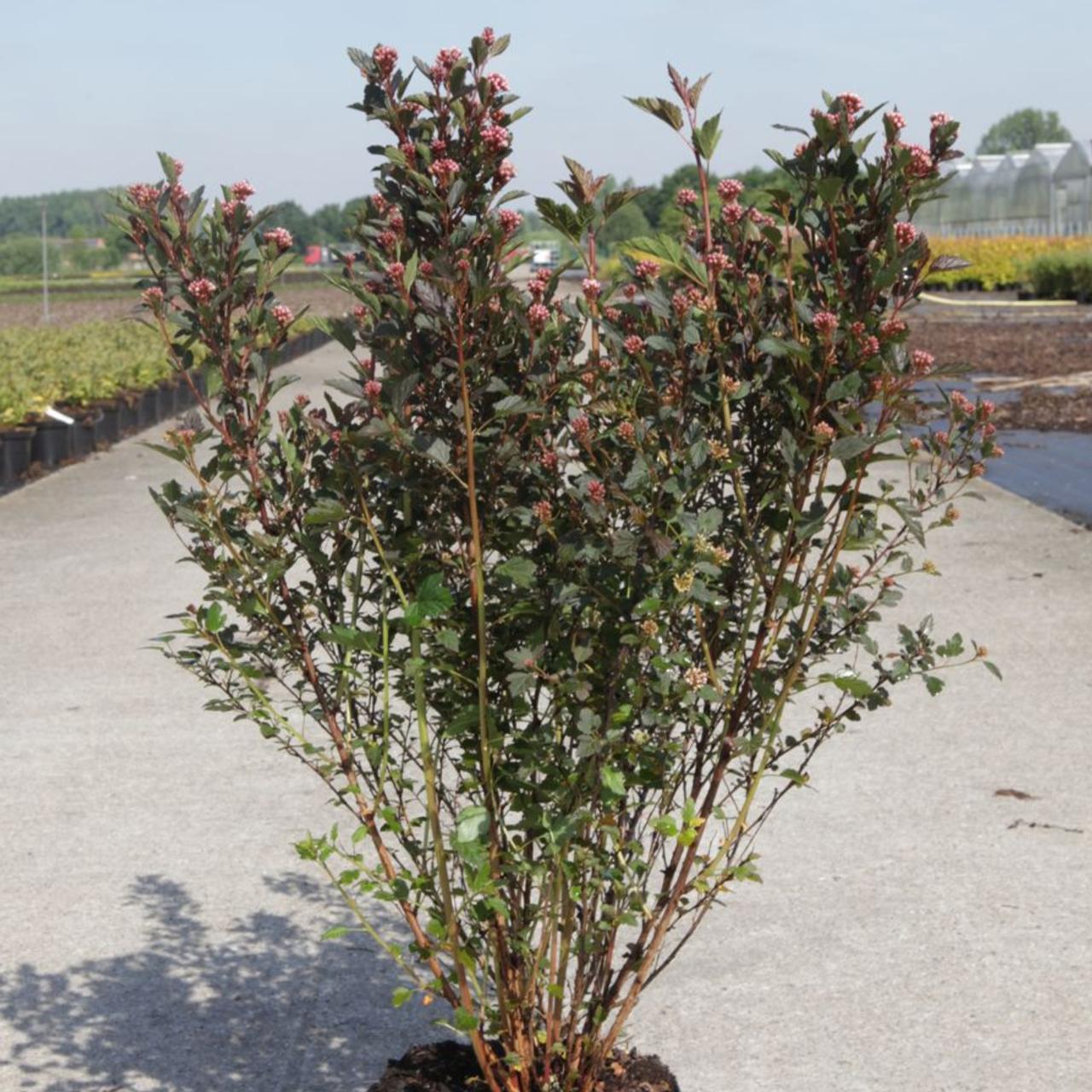 Cytisus battandieri plant