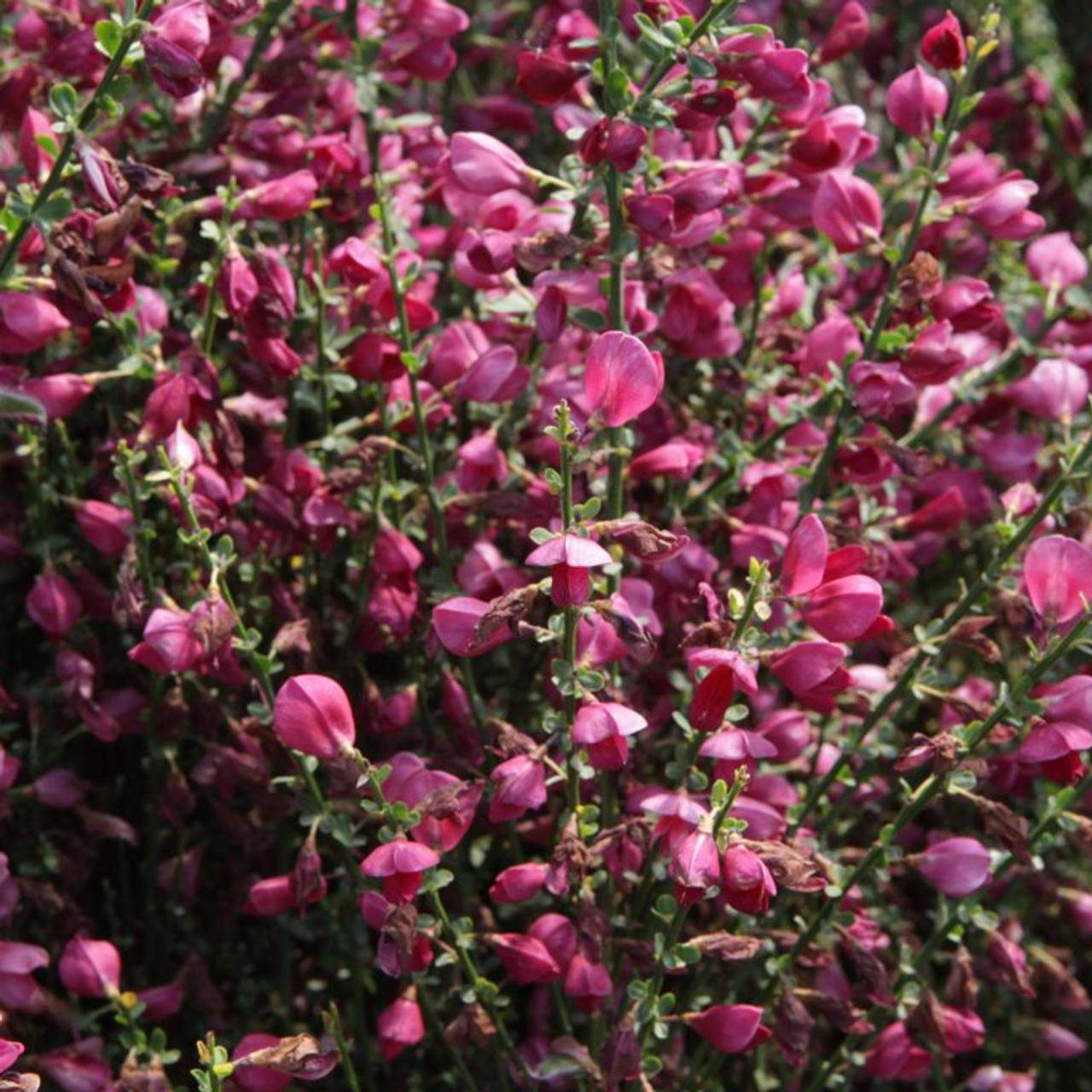 Cytisus 'Boskoop Ruby' plant