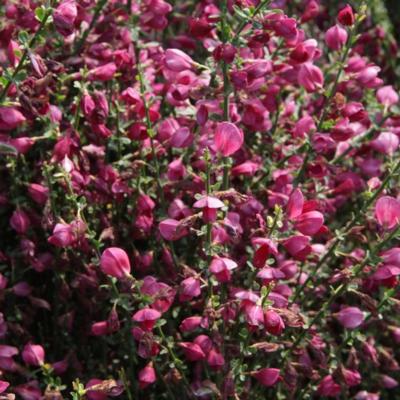 cytisus-boskoop-ruby