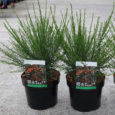 cytisus-lena
