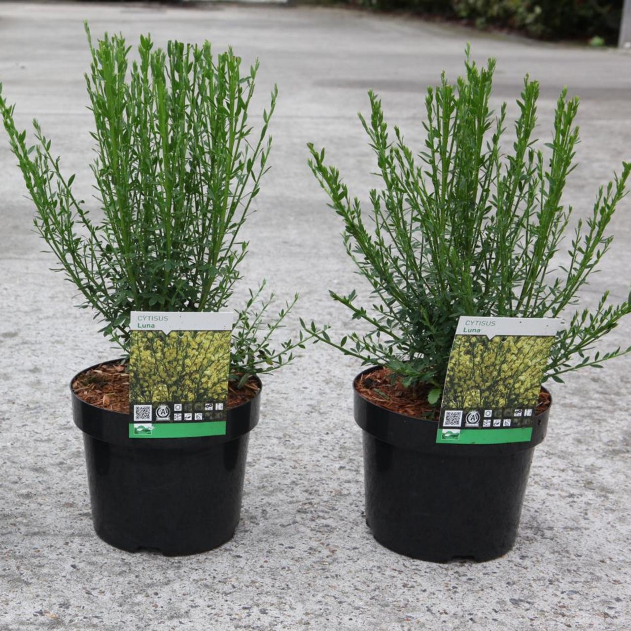 Cytisus 'Luna' plant