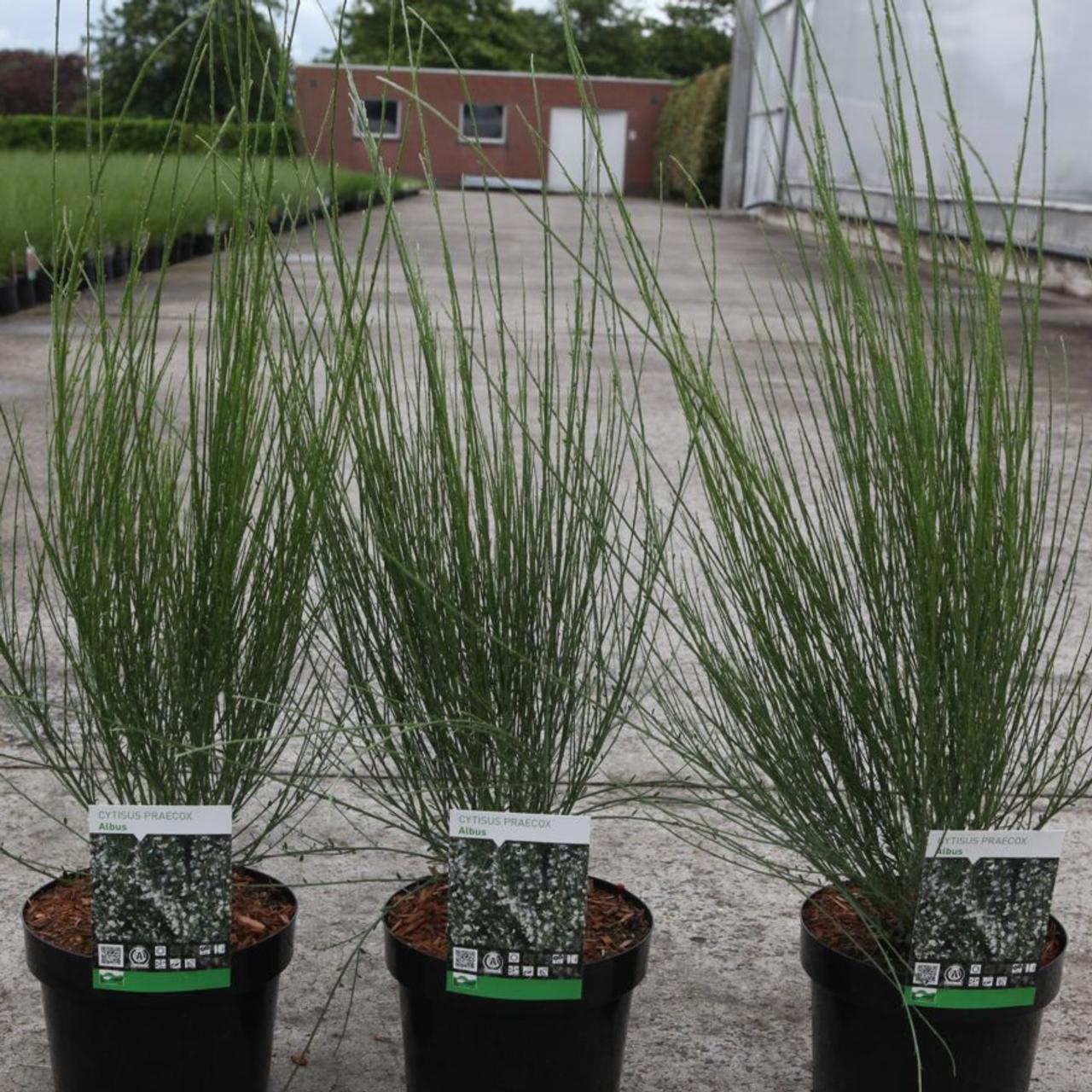 Cytisus praecox 'Albus' plant