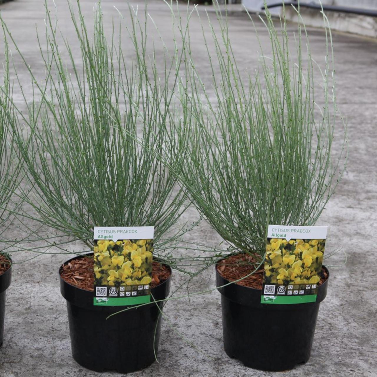 cytisus-praecox-allgold Cytisus praecox 'Allgold' plant