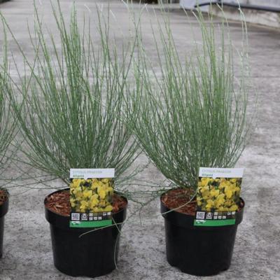 cytisus-praecox-allgold