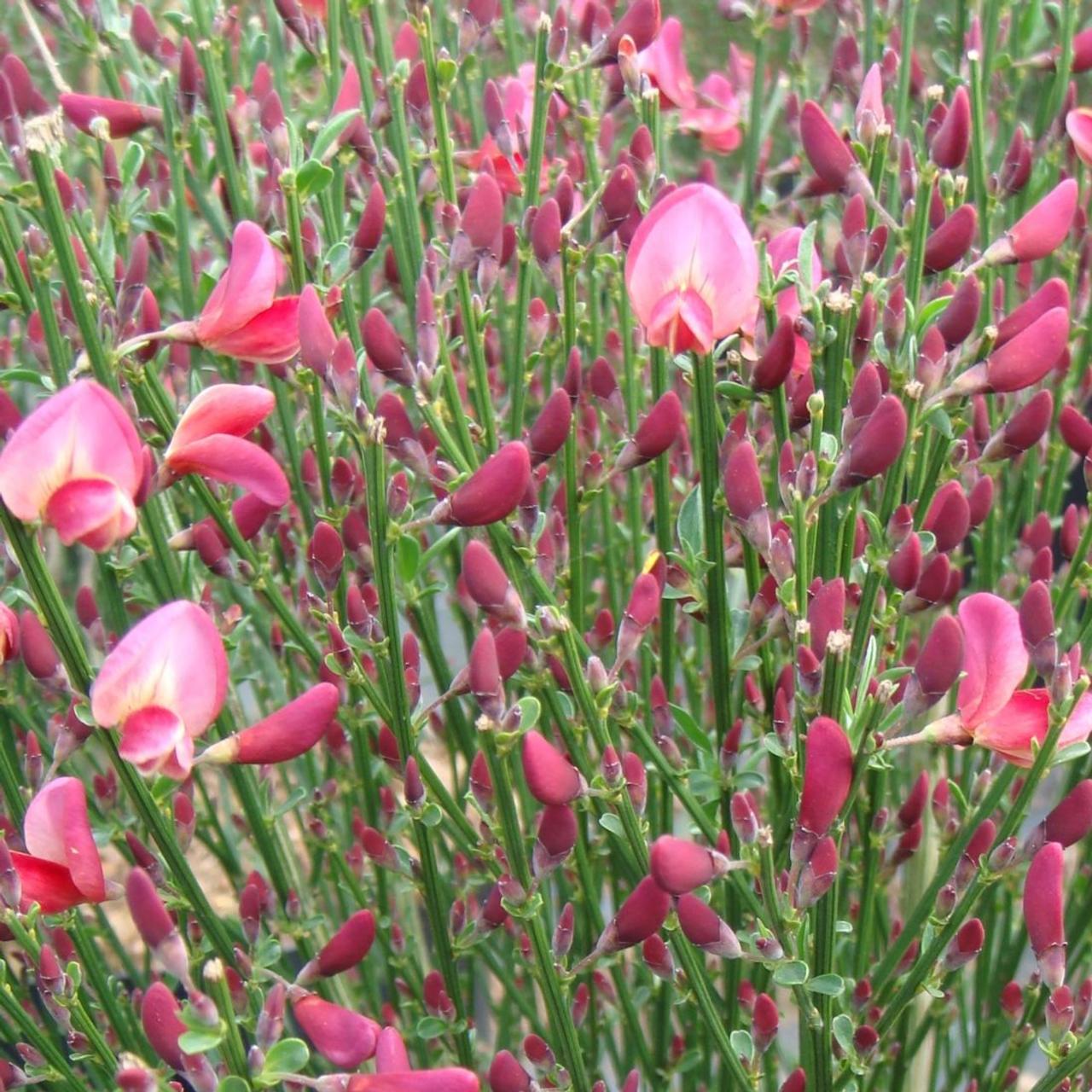 Cytisus praecox 'Hollandia' plant