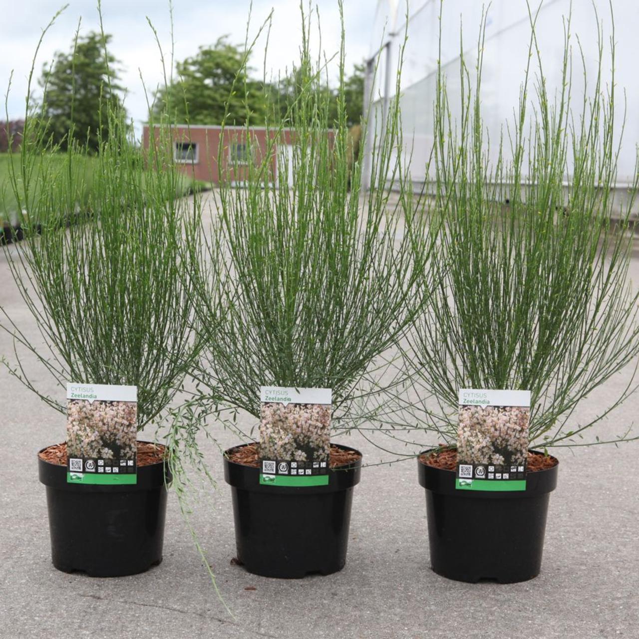 cytisus-praecox-zeelandia Cytisus praecox 'Zeelandia' plant