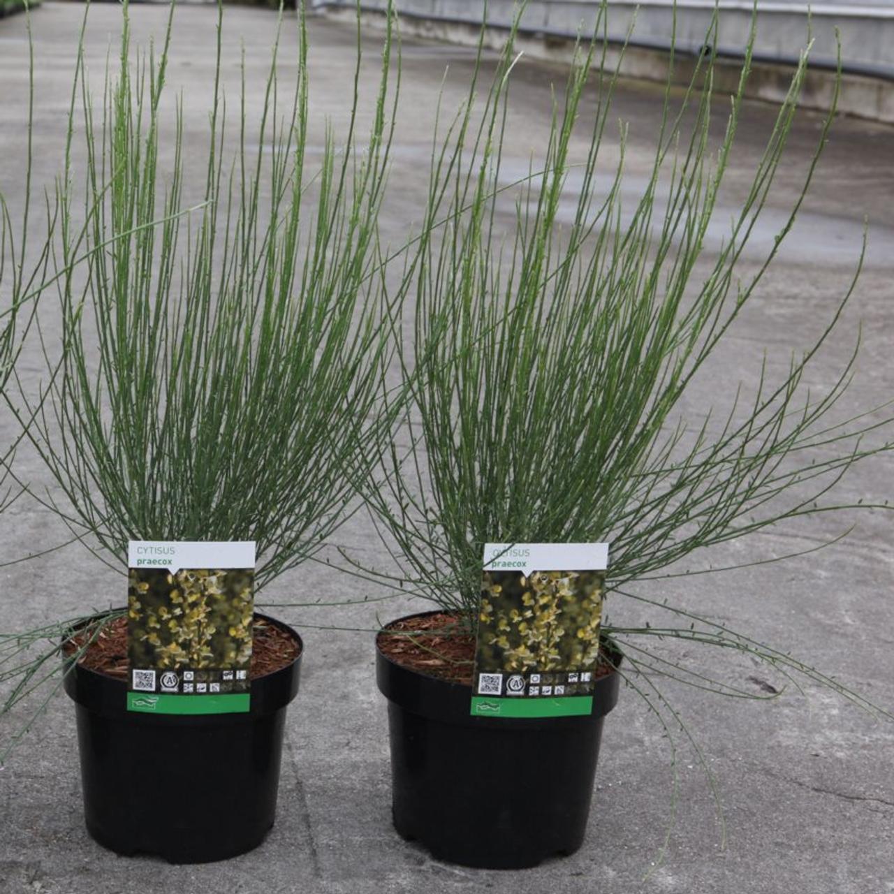 cytisus-praecox Cytisus praecox plant