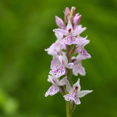 dactylorhiza-maculata-subsp-ericetorum