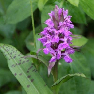 dactylorhiza-pardalina