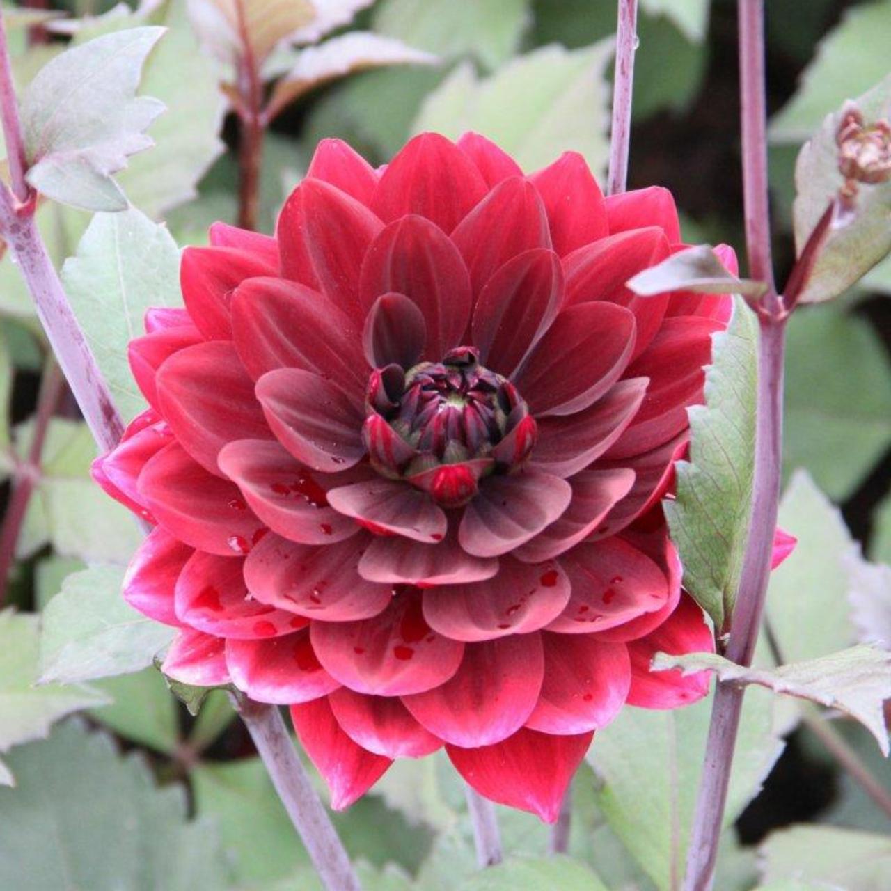 Dahlia 'After Dusk' plant