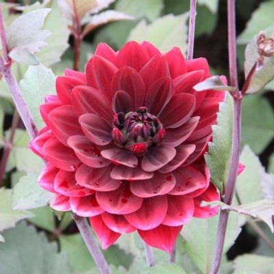 dahlia-after-dusk