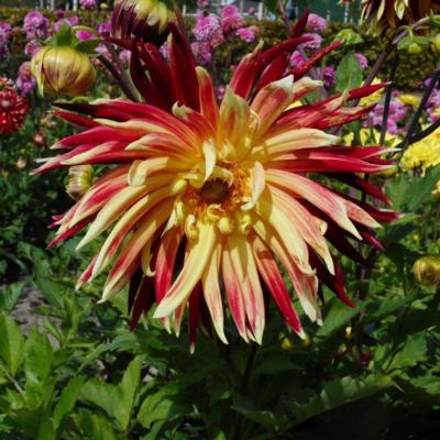 dahlia-akita