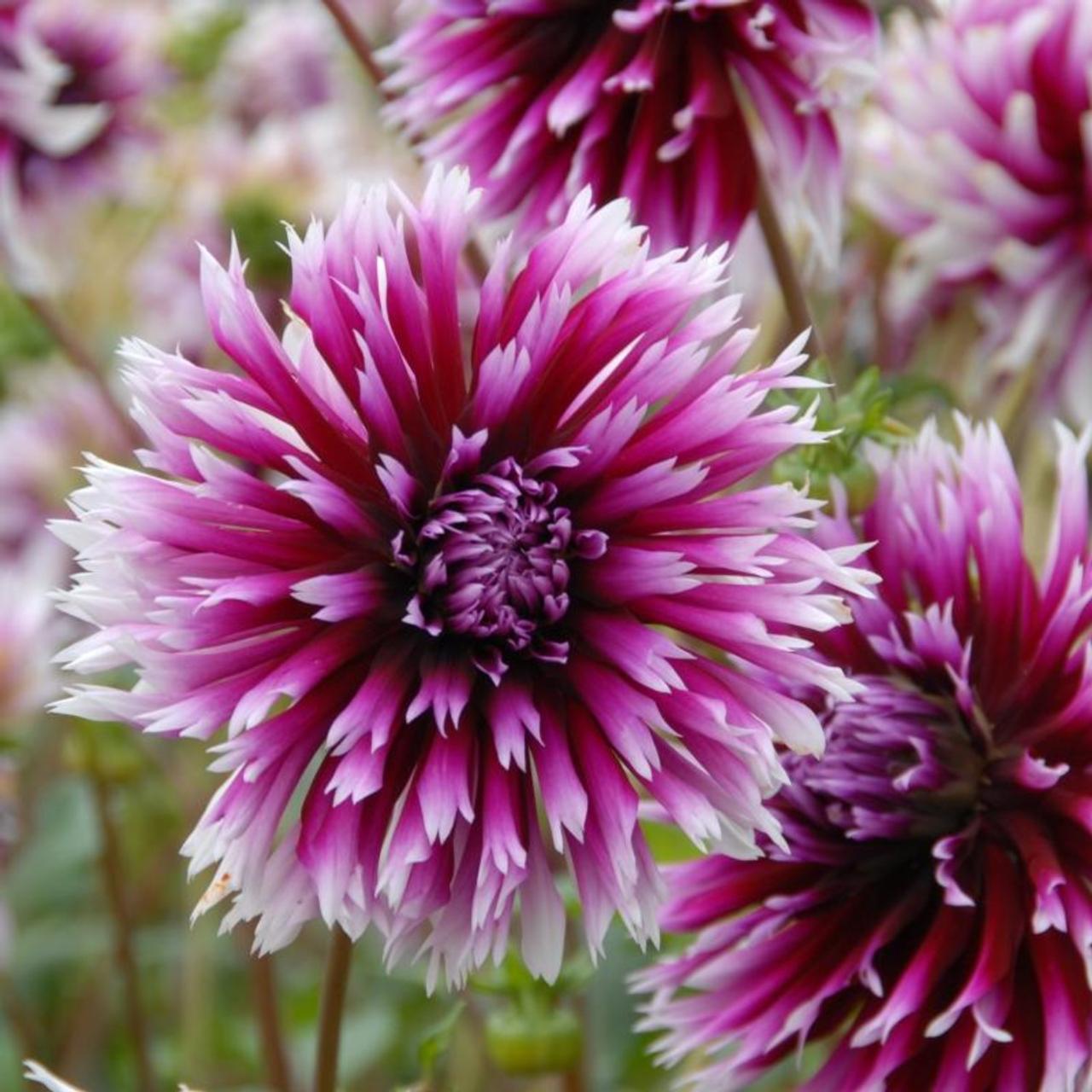 Dahlia 'Alauna Clair-Obscur' plant