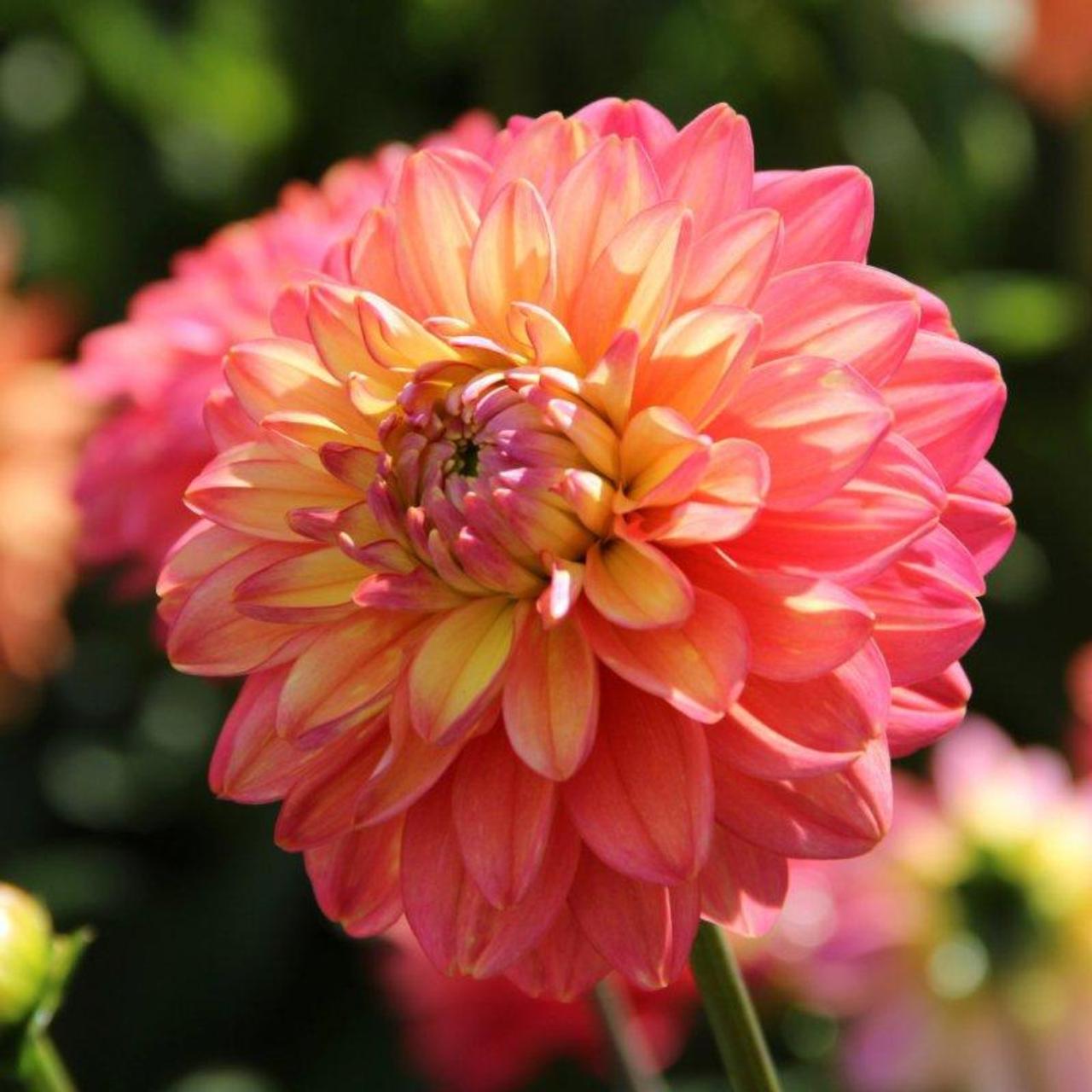 Dahlia 'Allegro' plant