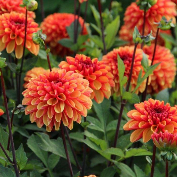 Dahlia 'American Sunset' plant