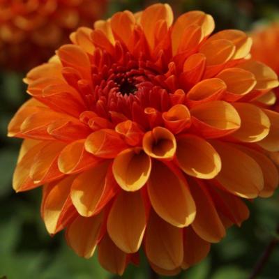 dahlia-american-sunset