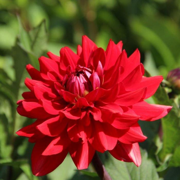 Dahlia 'Amora' plant