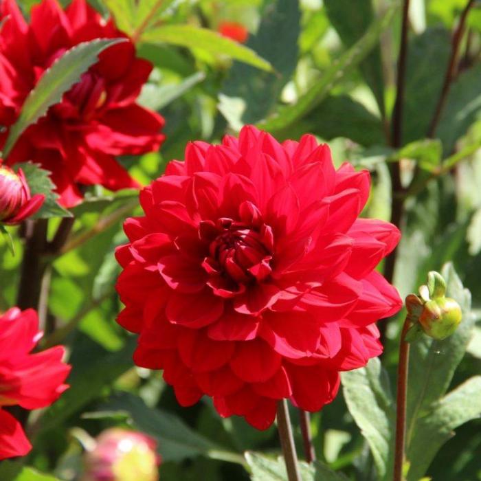 Dahlia 'Amora' plant