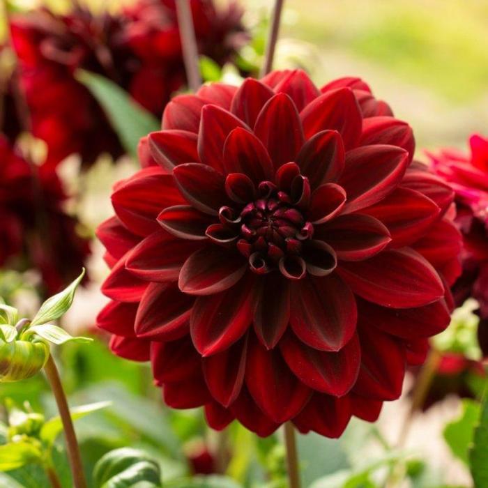 Dahlia 'Arabian Night' plant