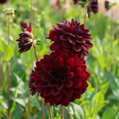 dahlia-arabian-night