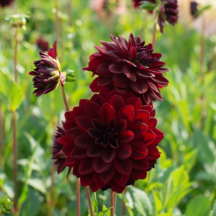 Dahlia 'Arabian Night' plant