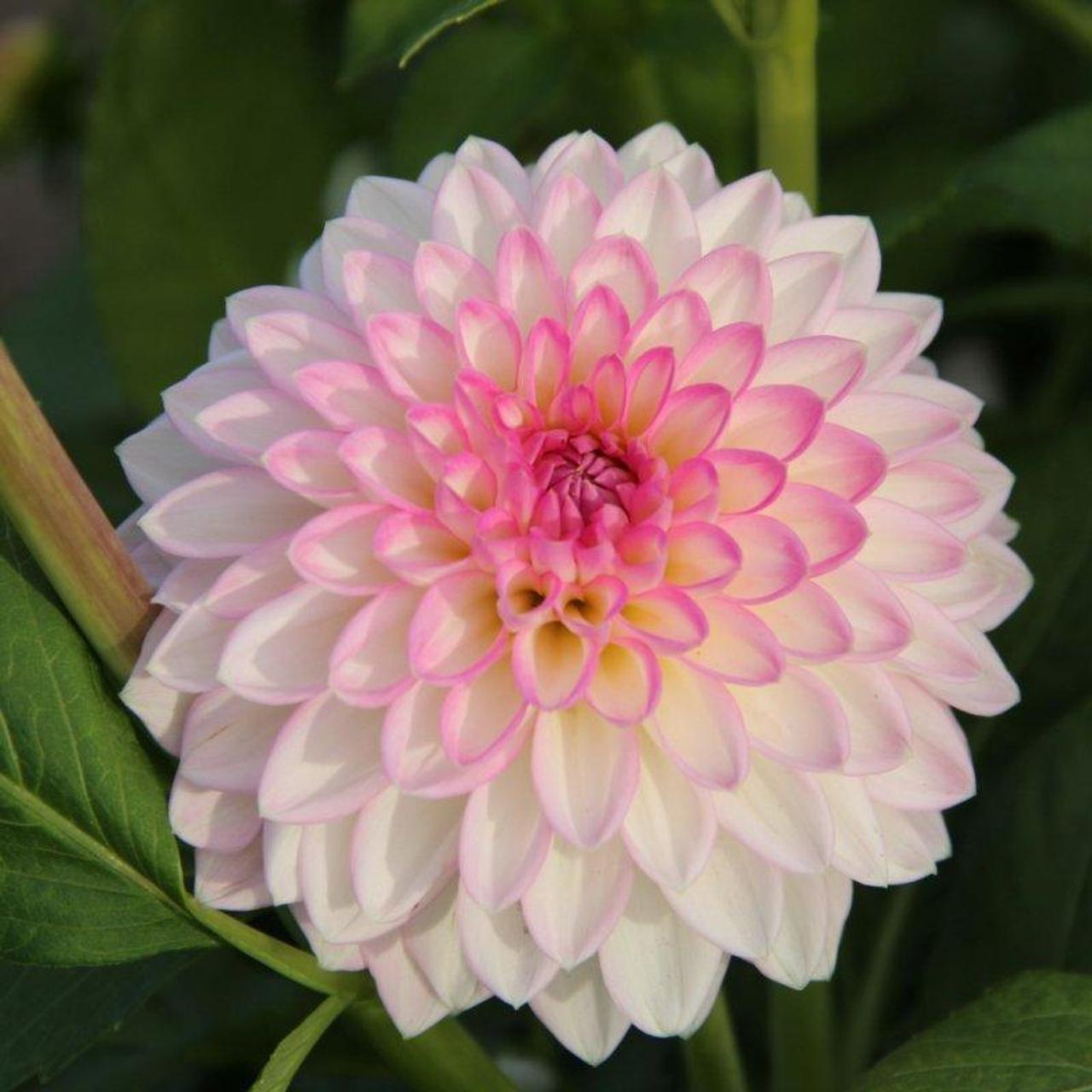 Dahlia 'Arbatax' plant