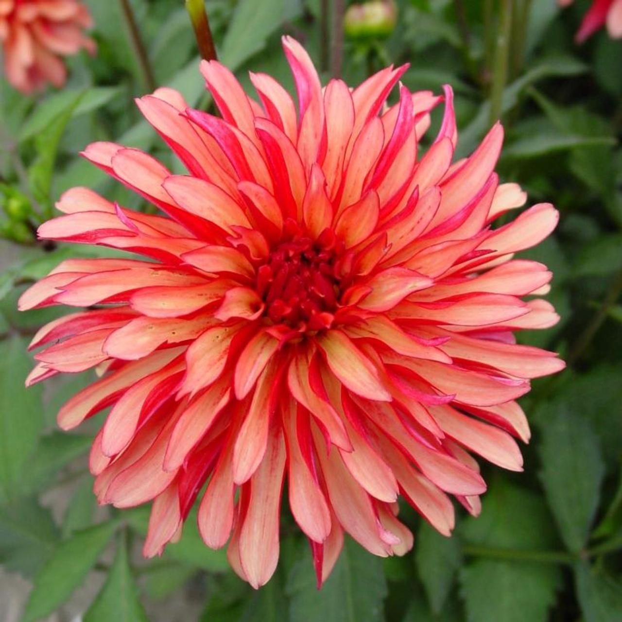 Dahlia 'Art Deco' plant