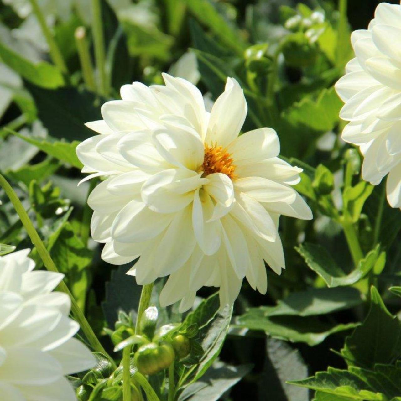 dahlia-art-fair Dahlia 'Art Fair' plant