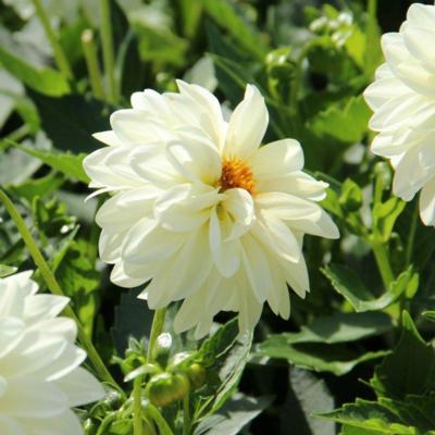 dahlia-art-fair