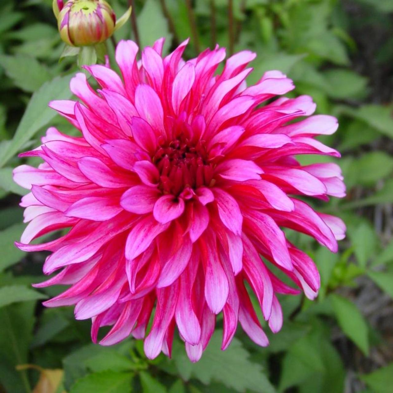 Dahlia 'Art Nouveau' plant