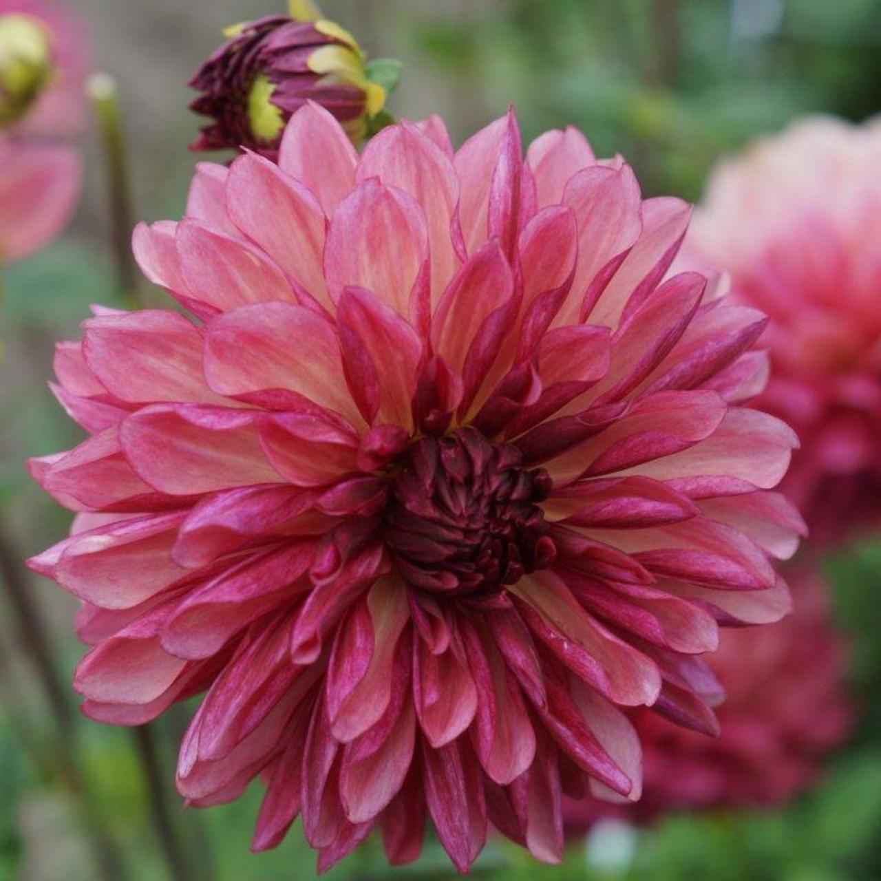 Dahlia 'Bacardi' plant