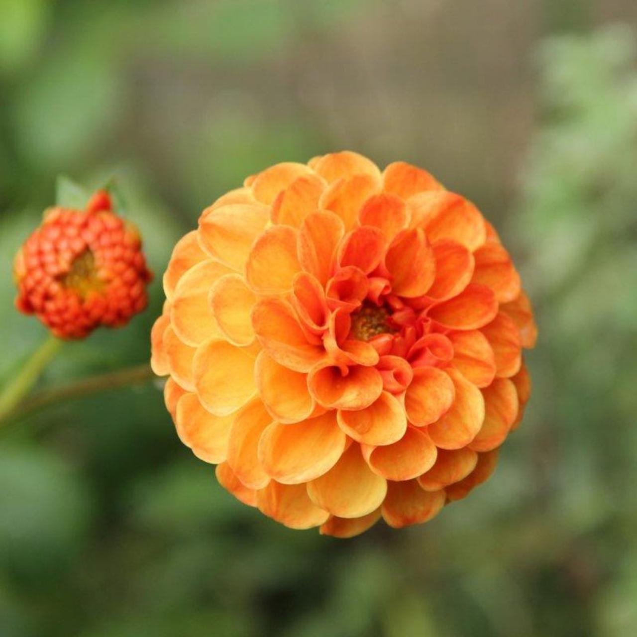 Dahlia 'Bantling' plant