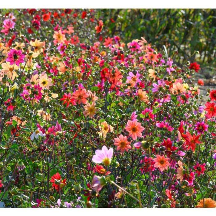 Dahlia 'Bee Friendly Mix' plant